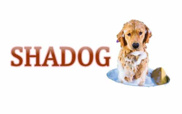 Shampoo para perro - Image 2