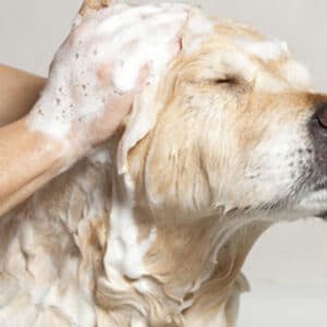 Shampoo para perro