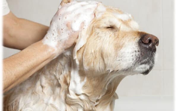 Shampoo para perro