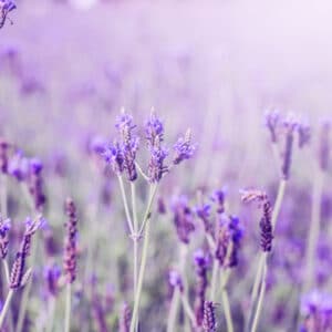 Fragancia Lavanda