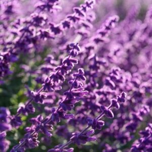Fragancia Lavanda Francesa