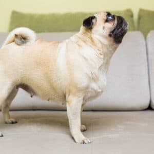 Repelente de perros